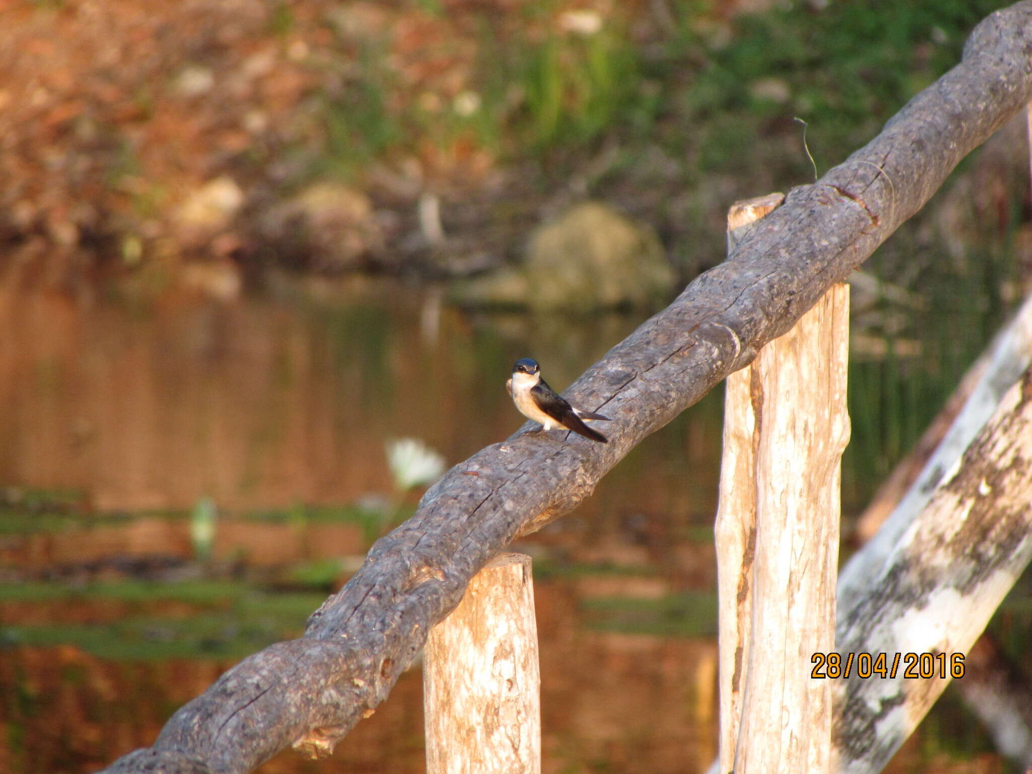 Image of Mangrove Swallow