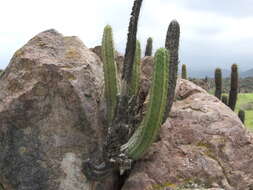 Corryocactus brevistylus (K. Schum. ex Vaupel) Britton & Rose resmi