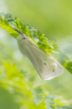 Image of Virginian Tiger Moth