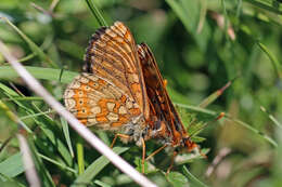 Image of Euphydryas aurinia