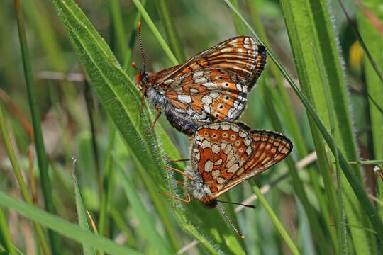 Image of Euphydryas aurinia