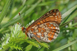 Image of Euphydryas aurinia