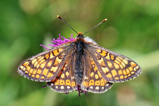 Plancia ëd Euphydryas aurinia