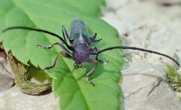 Слика од Phytoecia cylindrica (Linné 1758)