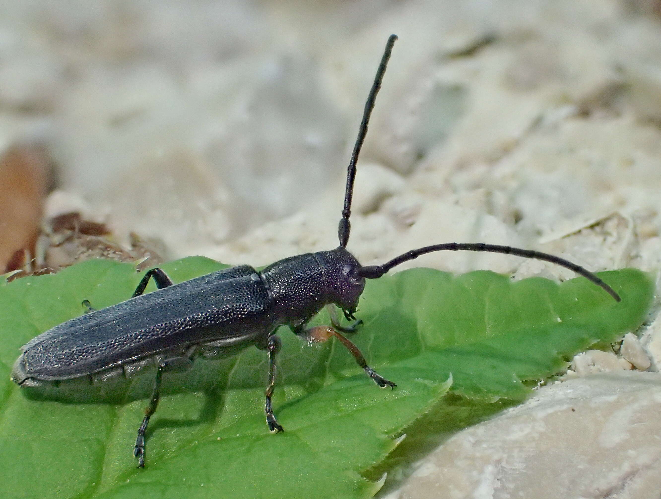 Слика од Phytoecia cylindrica (Linné 1758)