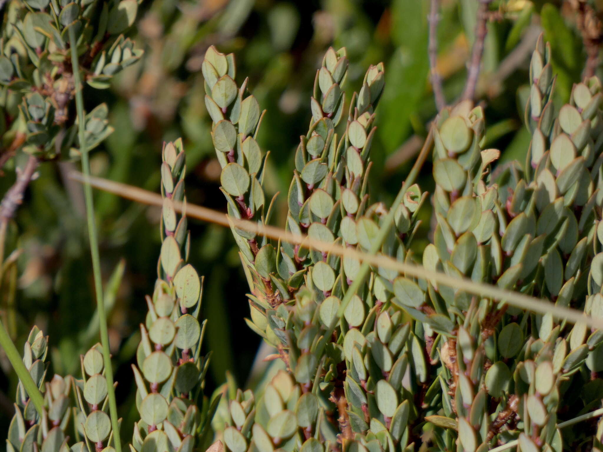 Image of Pimelea axiflora subsp. alpina (Benth.) Threlfall