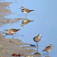 Image of Pectoral Sandpiper