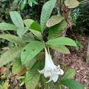 Image de <i>Singaporandia macrophylla</i>