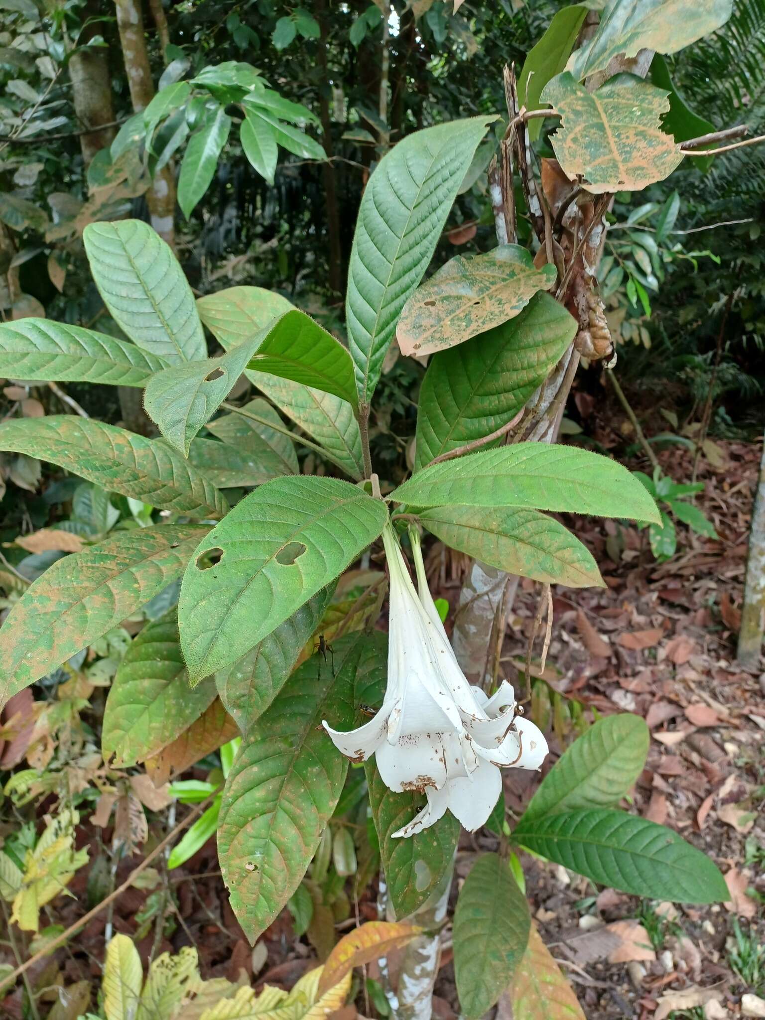 Image of <i>Singaporandia macrophylla</i>