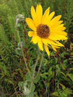 Image of ashy sunflower