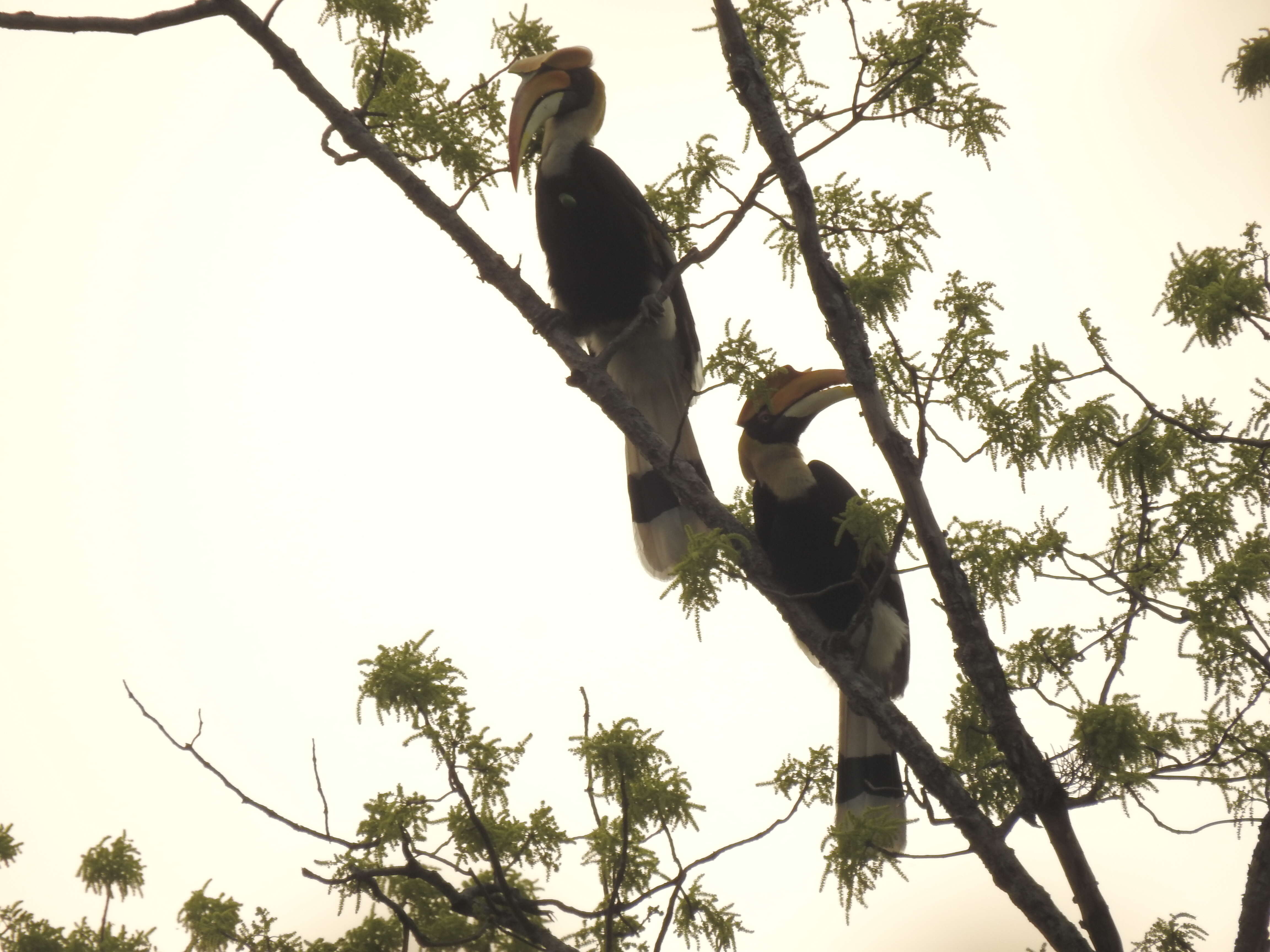 Image of Great Indian Hornbill