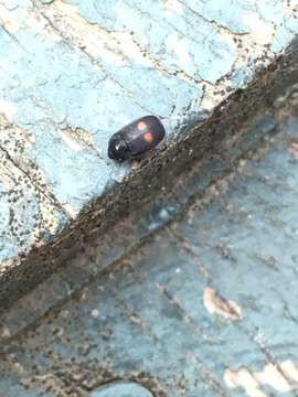 Image of Two-spotted Sap Beetle