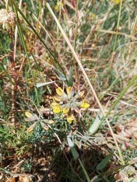 Image of Lebeckia plukenetiana E. Mey.