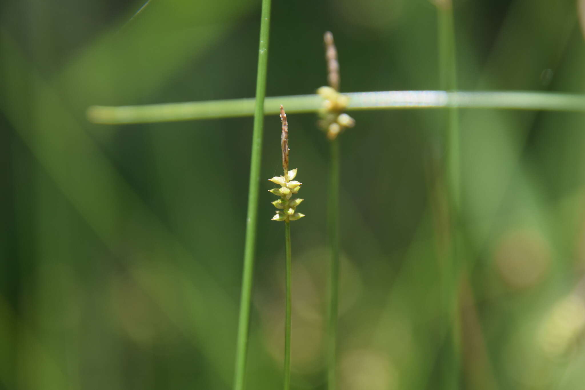 Image of Carex rara subsp. rara