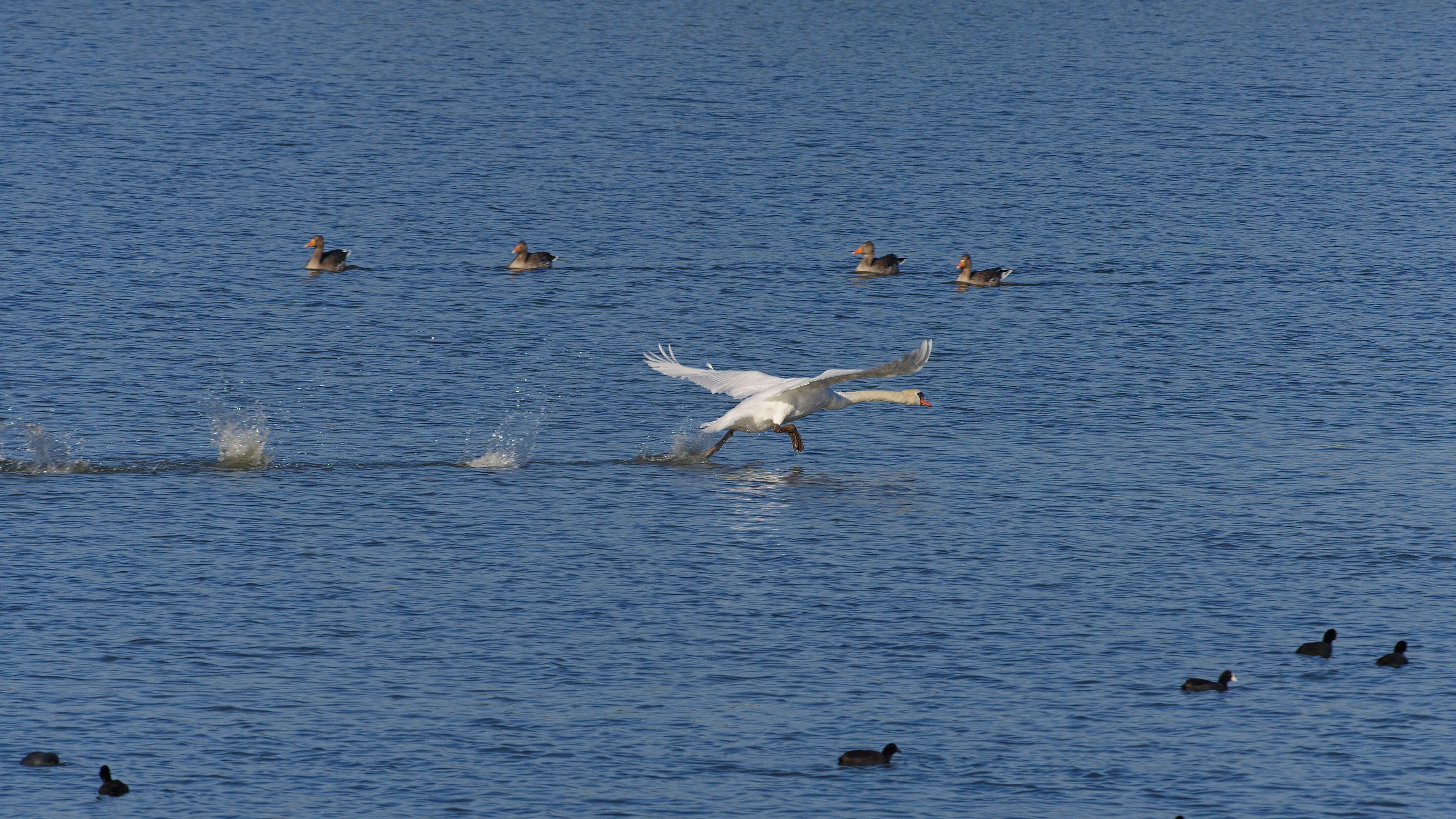 Image of Mute Swan