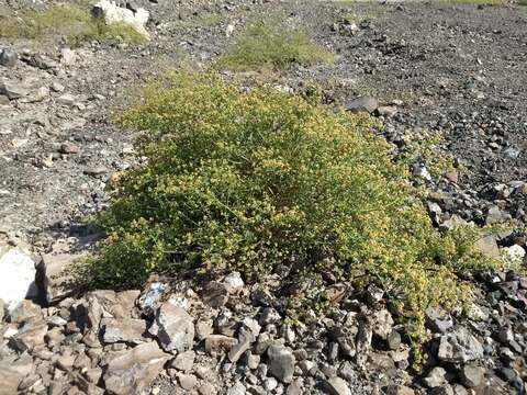 Image of Eriogonum galioides I M. Johnst.