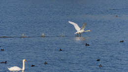 Image of Mute Swan