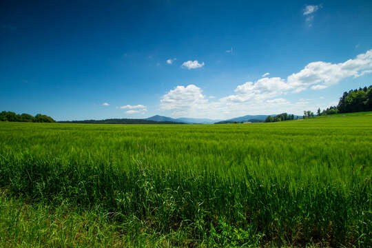 Image of common barley