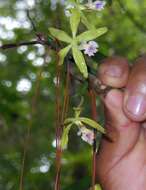 Image of Encyclia ceratistes (Lindl.) Schltr.