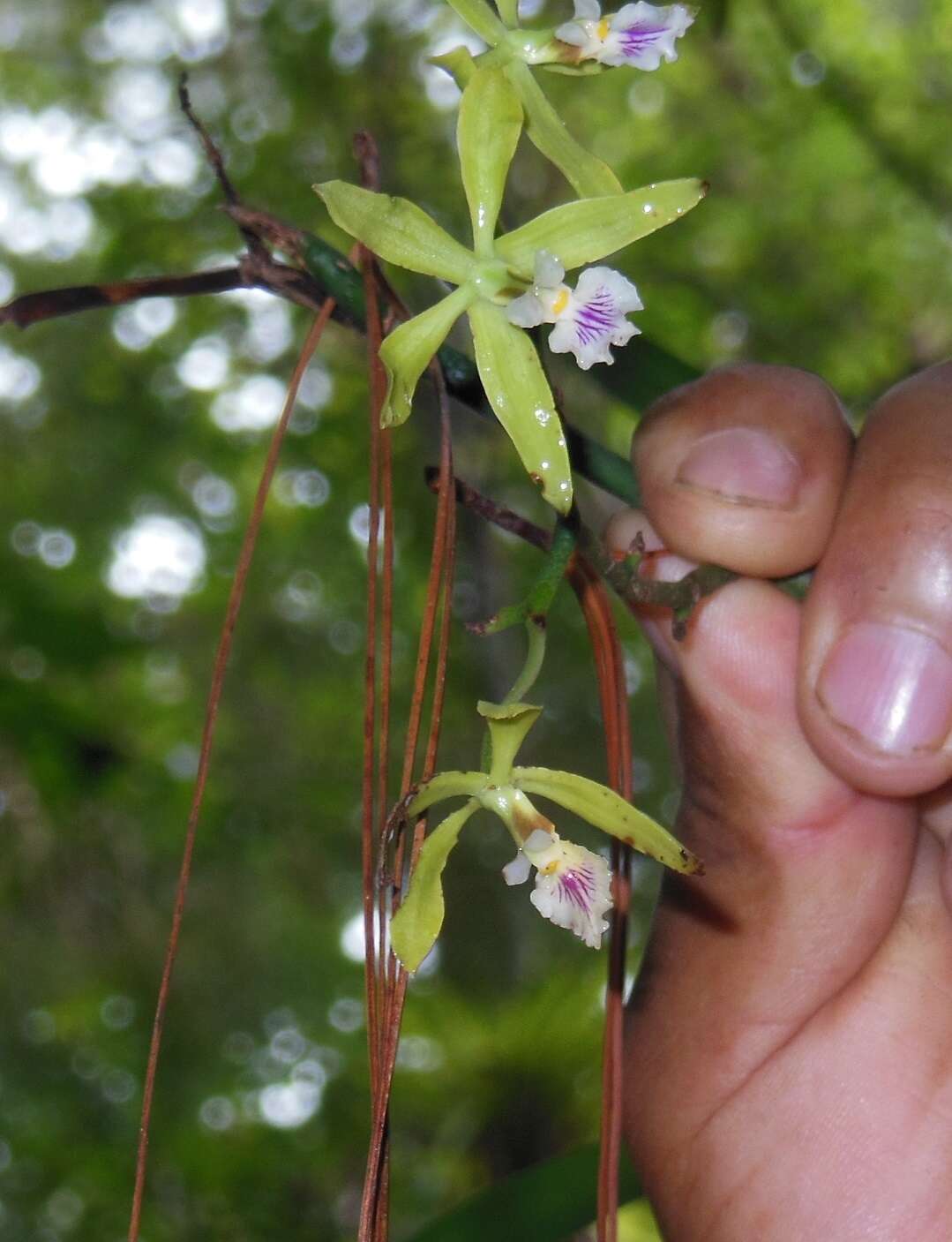 Image of Encyclia ceratistes (Lindl.) Schltr.