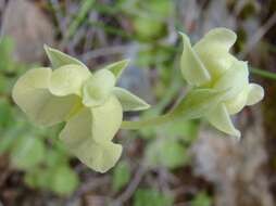 Image de Pterygodium platypetalum Lindl.