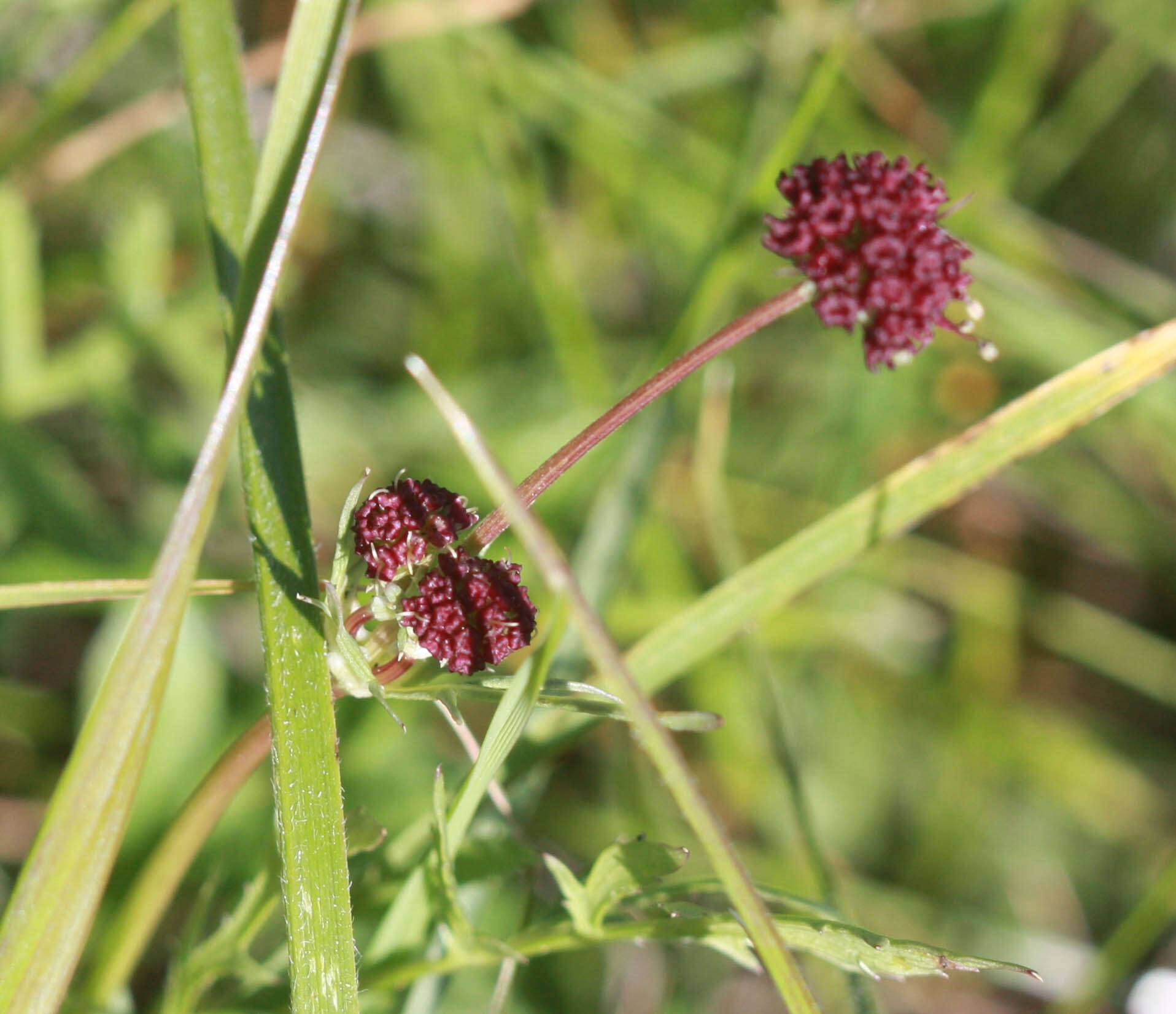 Image of purple sanicle