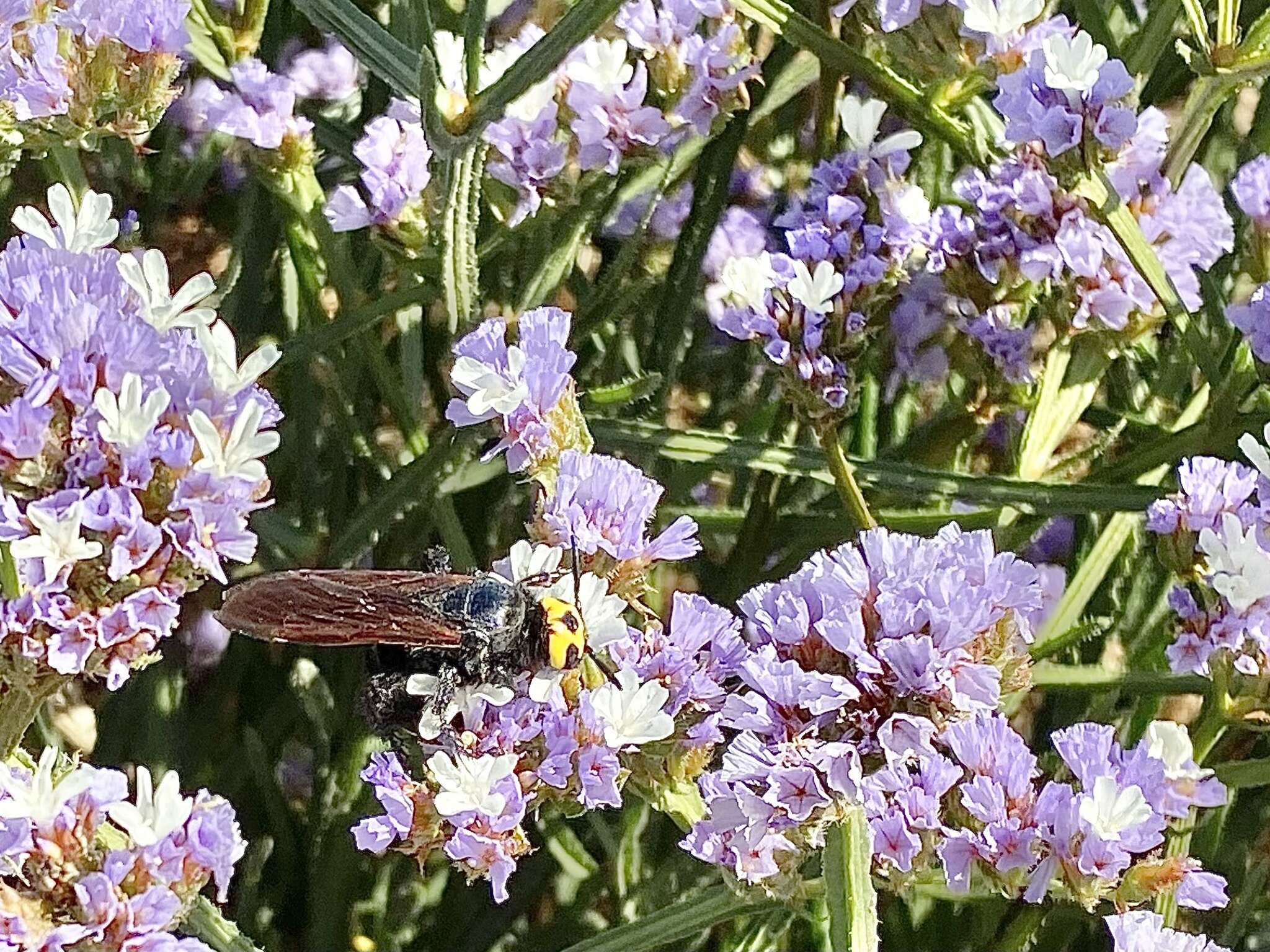 Image de Megascolia maculata bischoffi (Micha 1927)