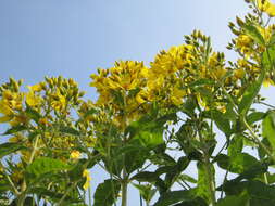 Image of Yellow Loosestrife