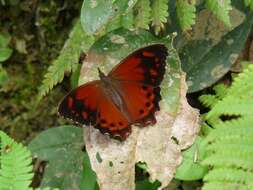 Lasiophila orbifera Butler 1868的圖片