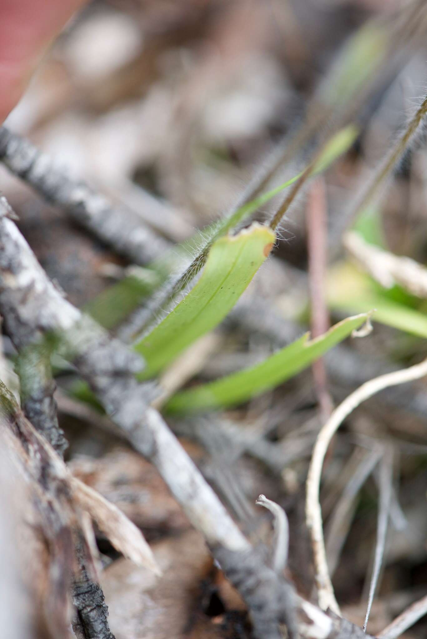 Image of Common dragon orchid