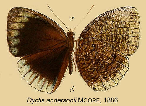 Image of Elymnias esaca Westwood (1851)