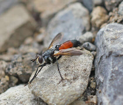 Plancia ëd Cylindromyia pilipes (Loew 1844)