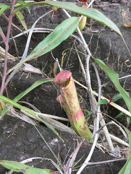 Image of Nepenthes kampotiana Lecomte