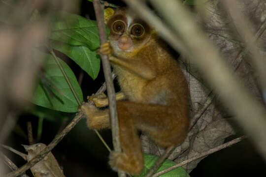 Imagem de Loris lydekkerianus malabaricus Wroughton 1917