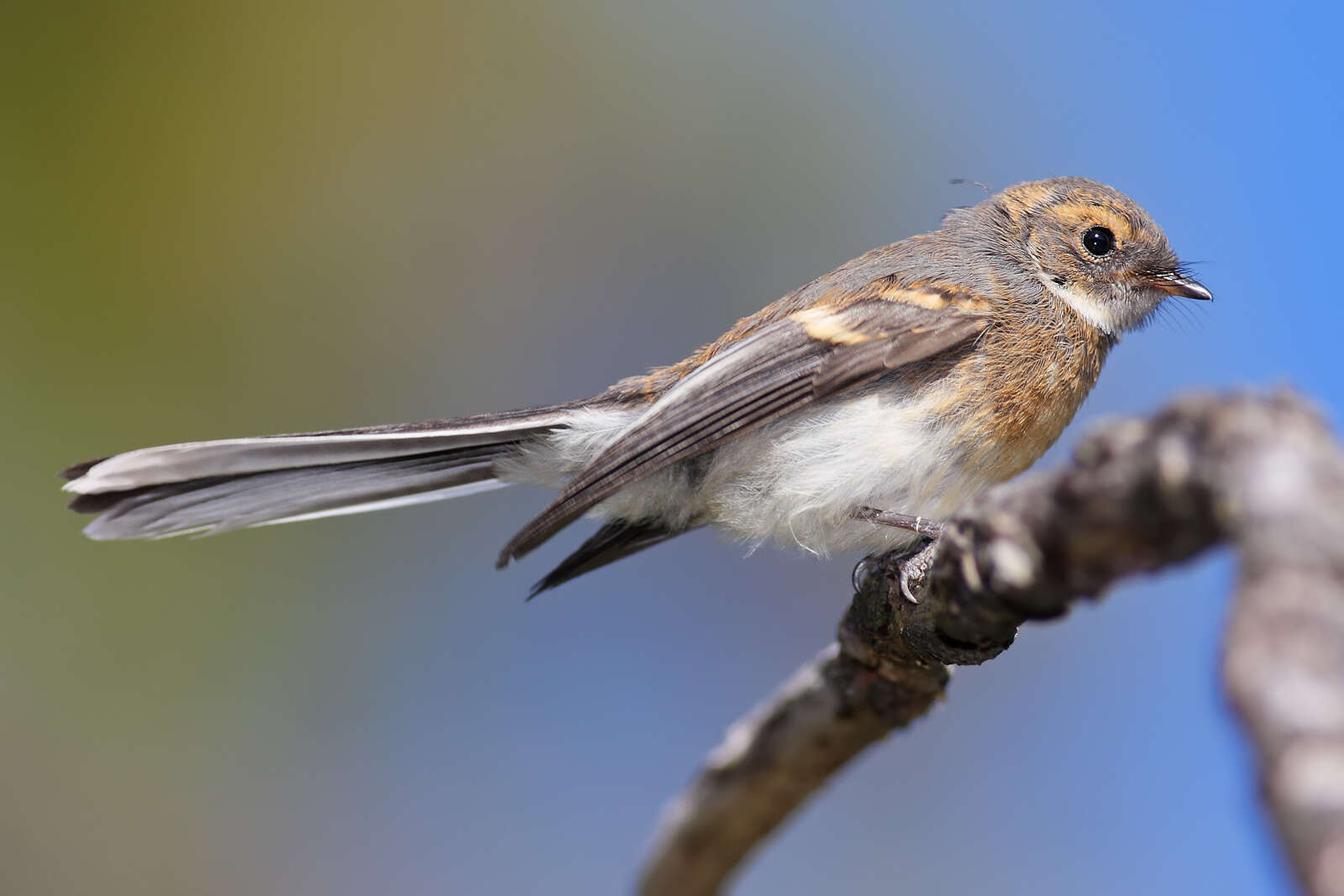 Image of Grey Fantail