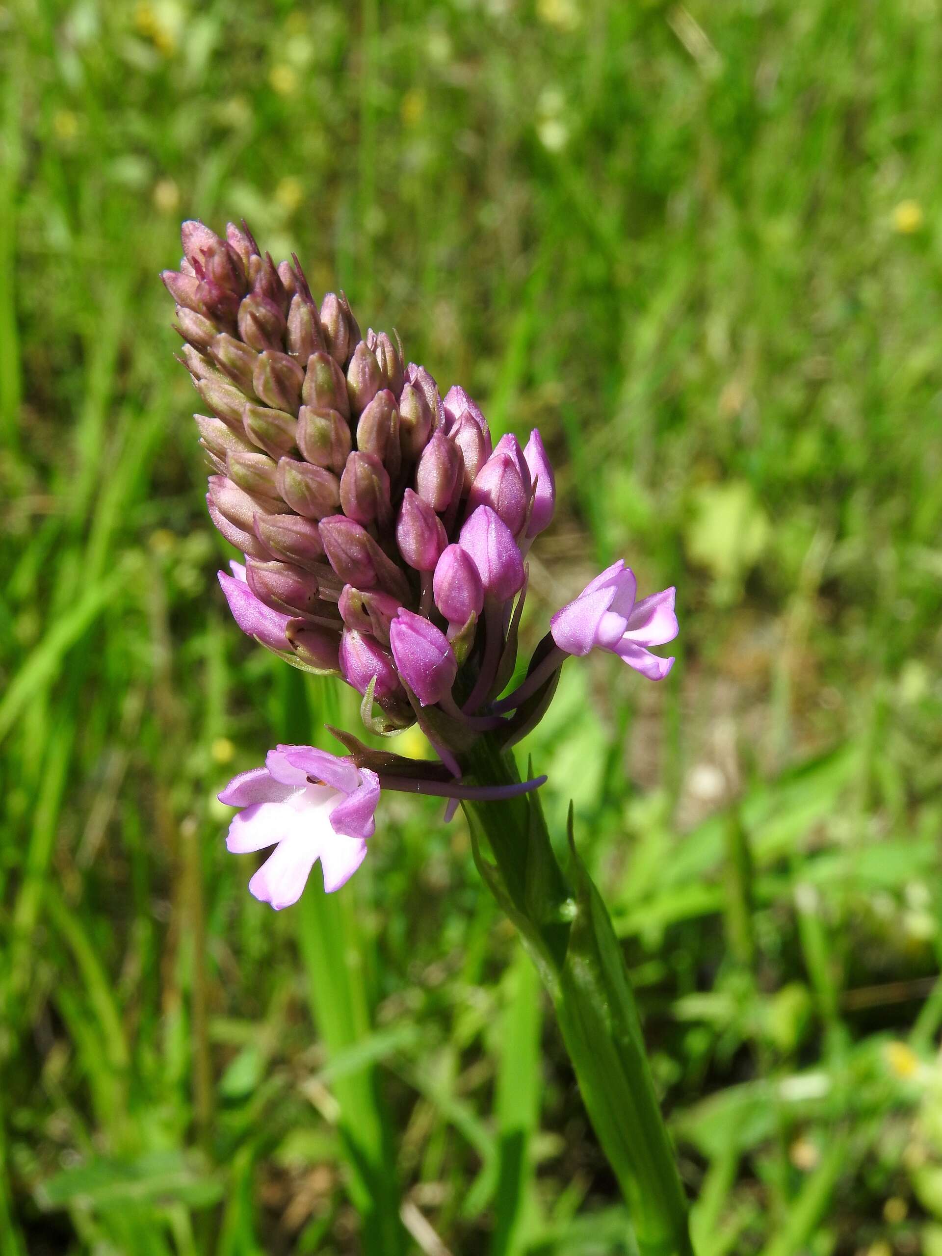 صورة Anacamptis pyramidalis (L.) Rich.