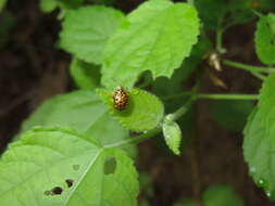 Image of Cteisella confusa (Boheman 1855)