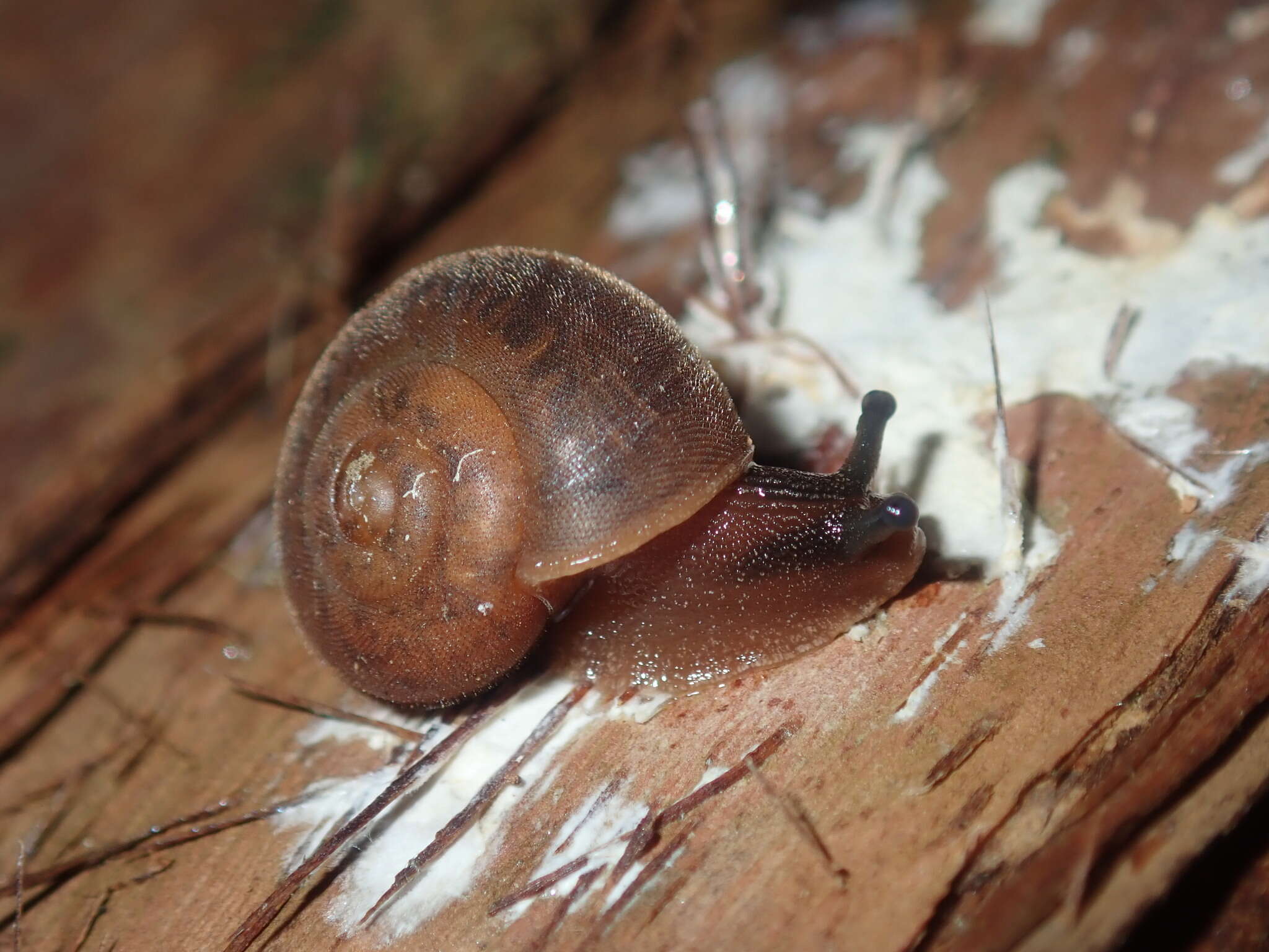 Image of Austrochloritis laurieton Shea & Griffiths 2010