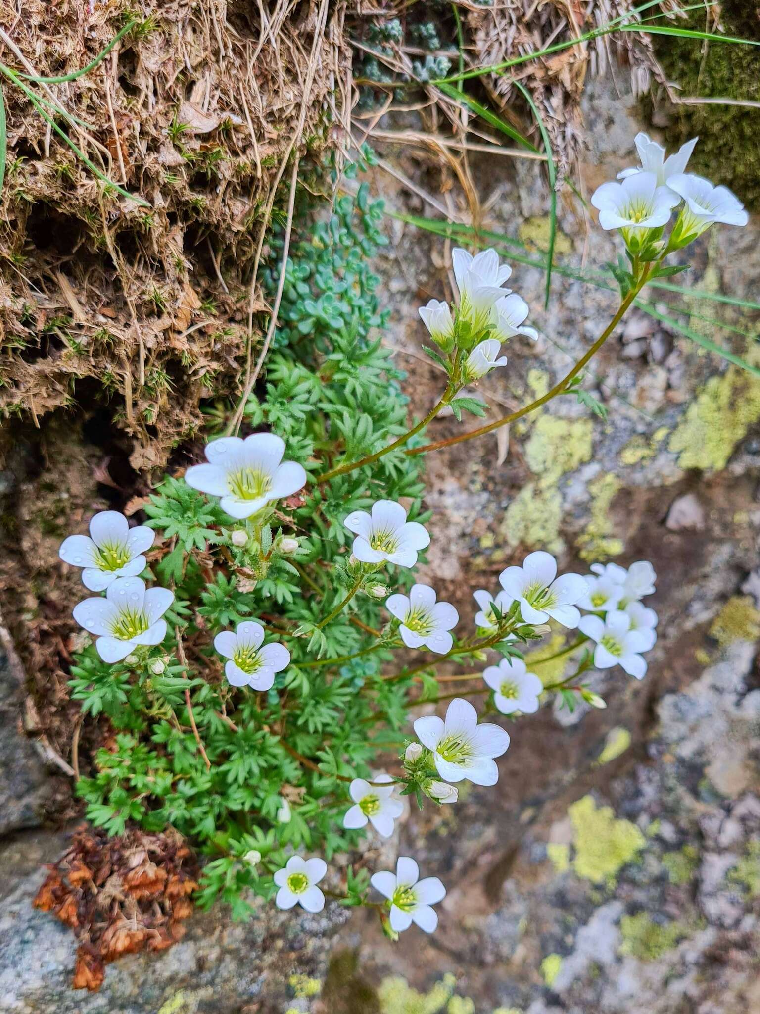 Sivun Saxifraga pedemontana All. kuva