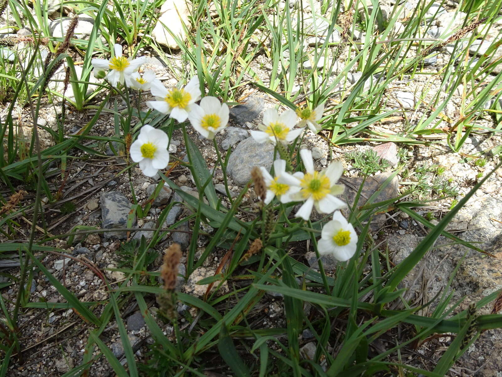 Image of Ranunculus pyrenaeus L.