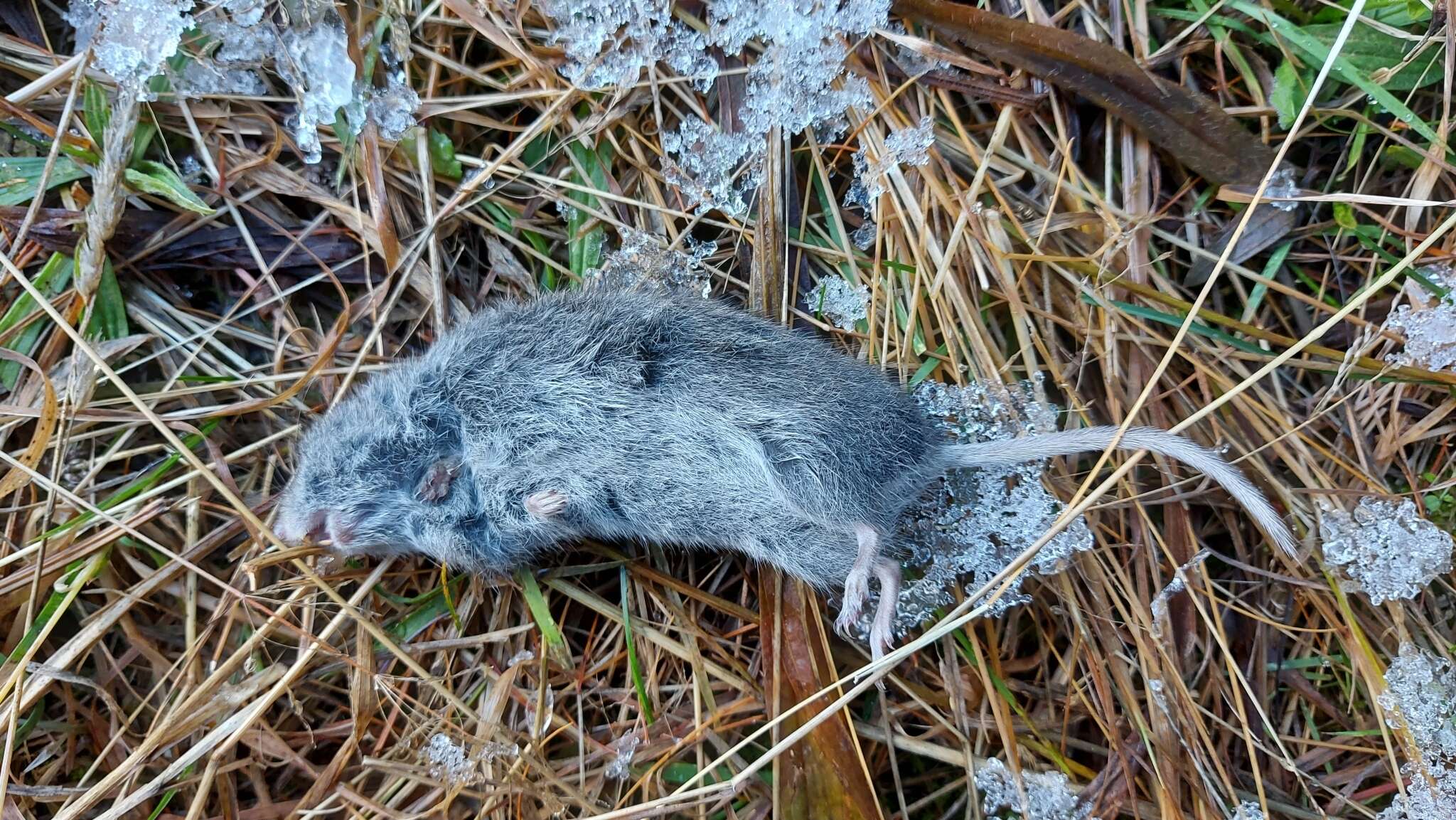 Image of long-tailed vole