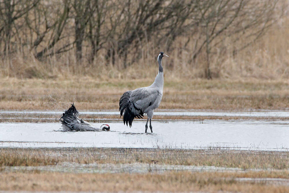 Image of Common Crane