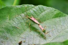 Plancia ëd Homoeocerus (Anacanthocoris) striicornis Scott 1874