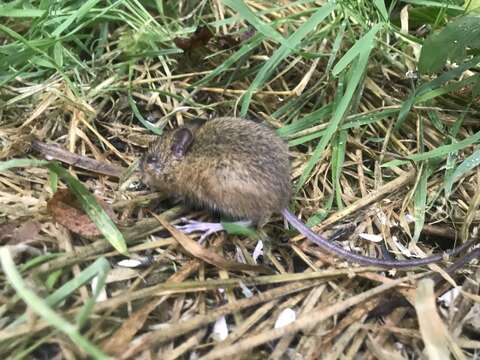 Image of Pacific Jumping Mouse