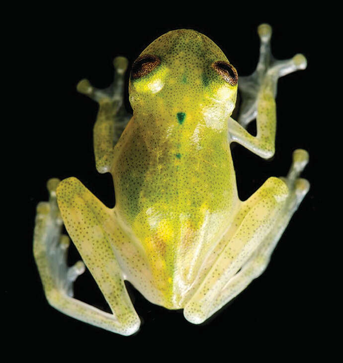 Image of Yaku Glassfrog