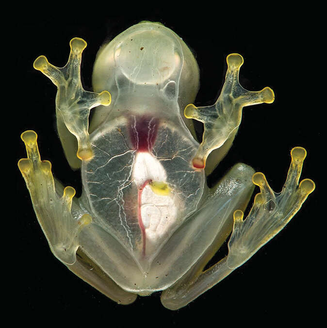 Image of Yaku Glassfrog