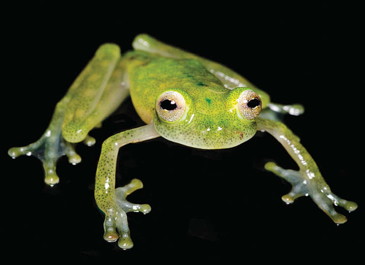 Image of Yaku Glassfrog