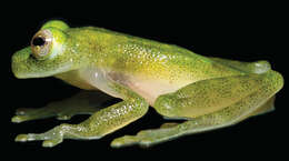 Image of Yaku Glassfrog