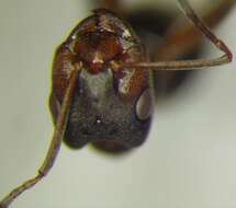 Image of Narrow headed ant