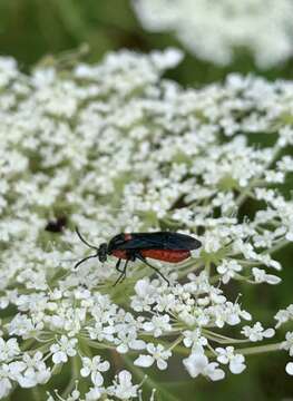 Image of Poison Ivy Sawfly